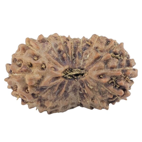 17 Mukhi Rudraksha 22.4mm 1.77gm - Rudraksha