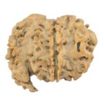 Sawar/Ganesh (6+1) 23.2mm 2.36gm - Rudraksha