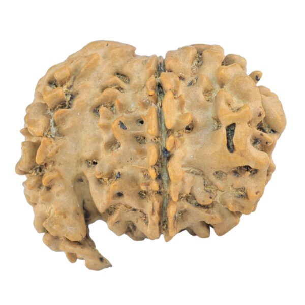 Sawar/Ganesh (6+1) 23.2mm 2.36gm - Rudraksha