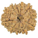 11 Mukhi Rudraksha 23.9mm 4.14gm - Rudraksha