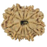 12 Mukhi Rudraksha 22mm 2.81gm - Rudraksha