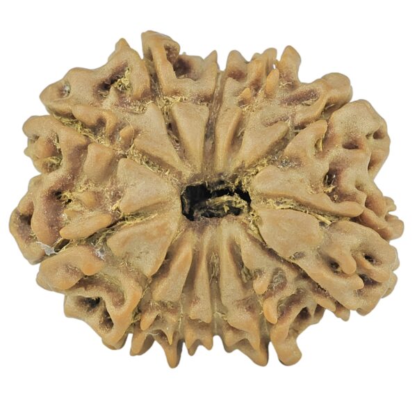 12 Mukhi Rudraksha 22mm 2.81gm - Rudraksha