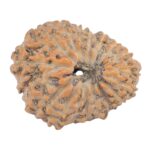 16 Mukhi Rudraksha 20.3mm 1.73gm - Rudraksha