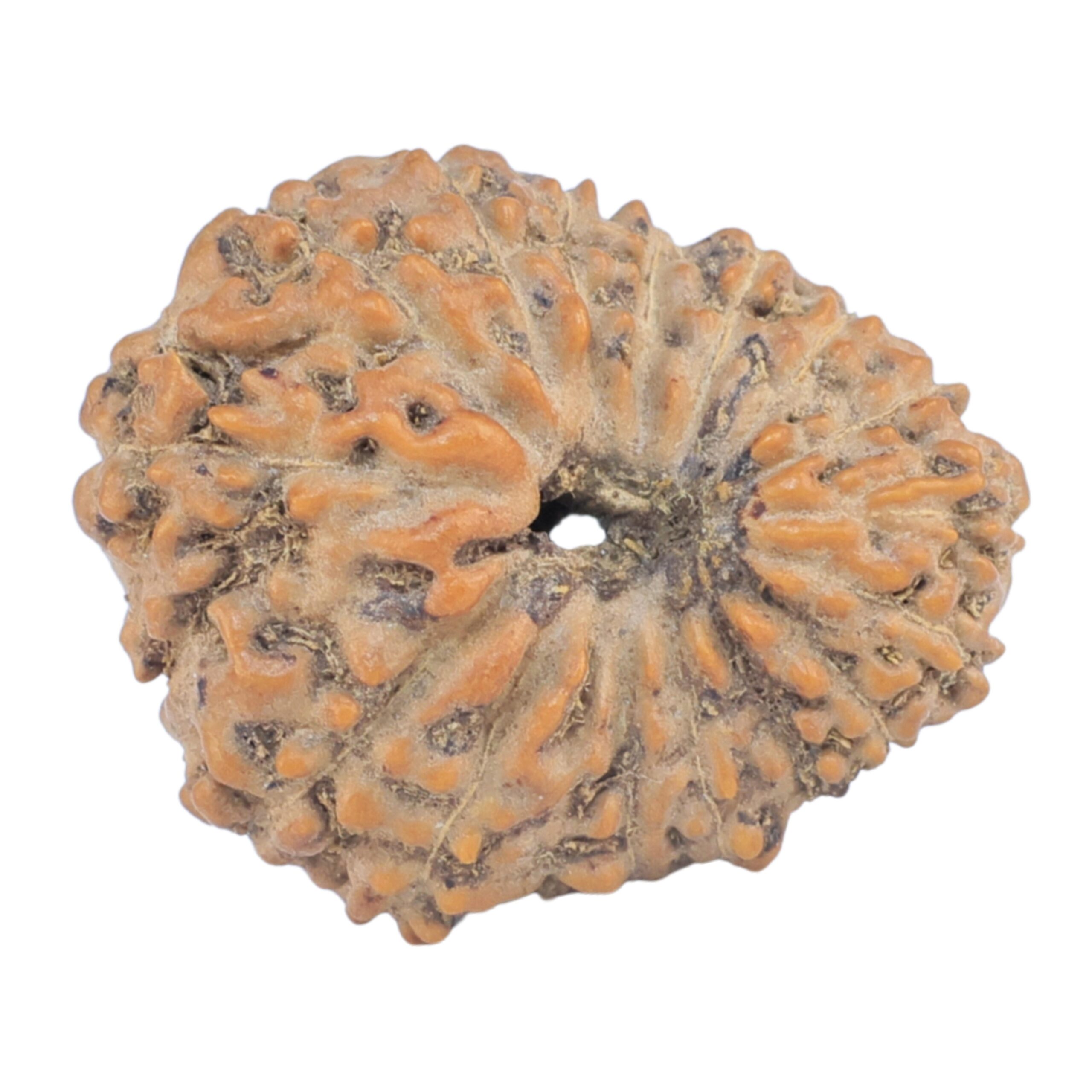 16 Mukhi Rudraksha 20.3mm 1.73gm - Rudraksha