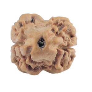 2 Mukhi Rudraksha 21.3mm 1.43gm - Rudraksha
