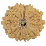 11 Mukhi Rudraksha 23mm 3.42gm - Rudraksha