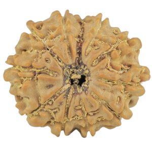11 Mukhi Rudraksha 23mm 3.42gm - Rudraksha