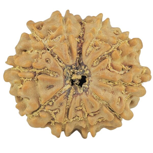 11 Mukhi Rudraksha 23mm 3.42gm - Rudraksha