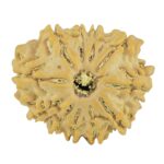 11 Mukhi Rudraksha 21.3mm 2.68gm - Rudraksha