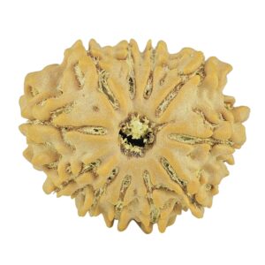11 Mukhi Rudraksha 21.3mm 2.68gm - Rudraksha