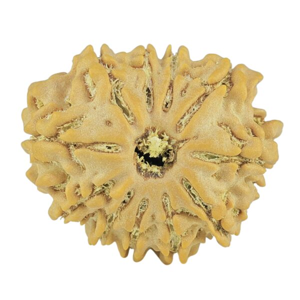 11 Mukhi Rudraksha 21.3mm 2.68gm - Rudraksha