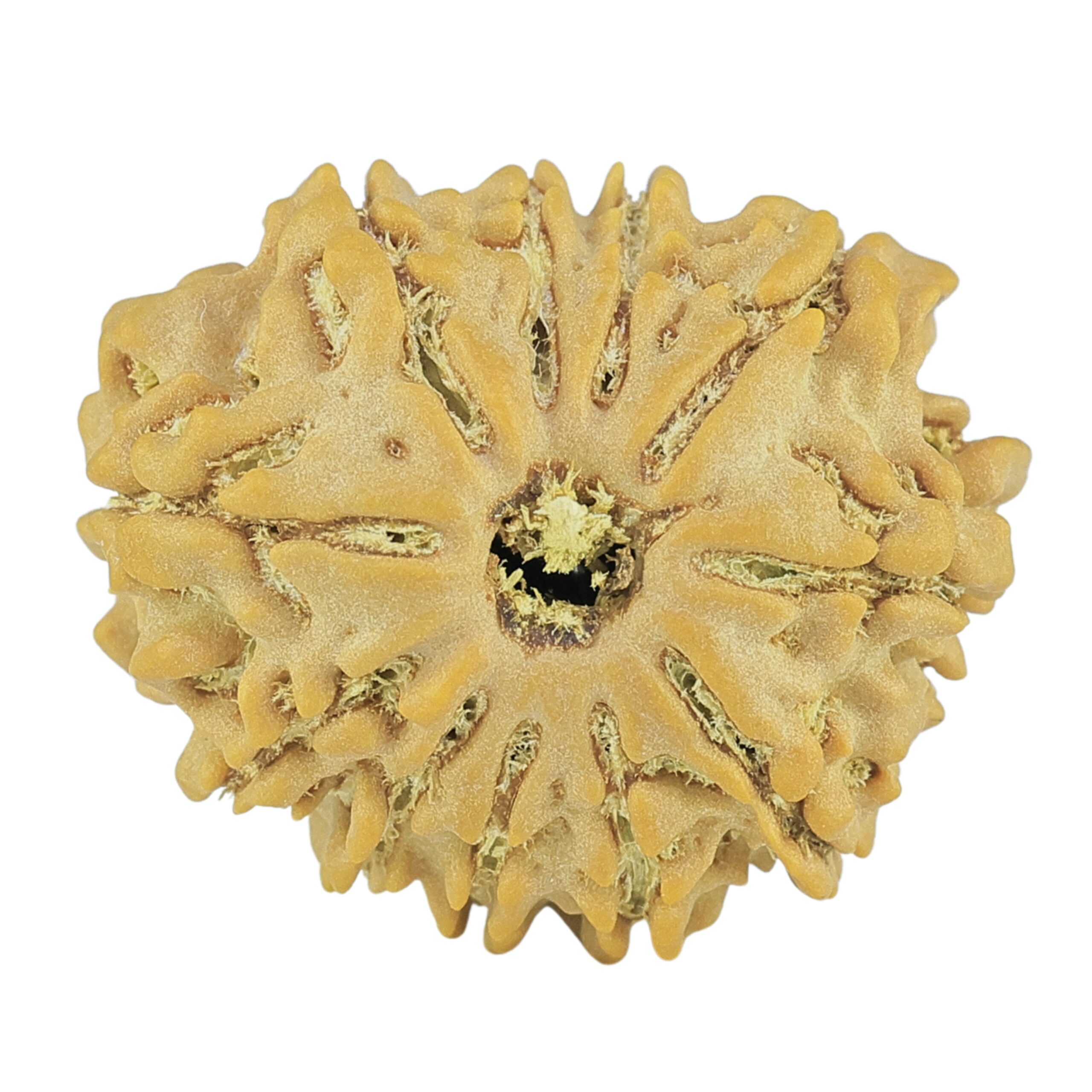 11 Mukhi Rudraksha 21.3mm 2.68gm - Rudraksha
