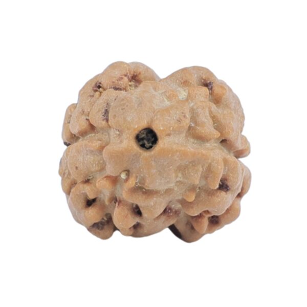 2 Mukhi Rudraksha 18.3mm 1.33gm - Rudraksha