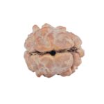 2 Mukhi Rudraksha 11.4mm 0.36gm - Rudraksha