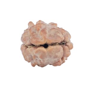 2 Mukhi Rudraksha 11.4mm 0.36gm - Rudraksha