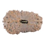 20 Mukhi Rudraksha 26mm 2.79gm - Rudraksha