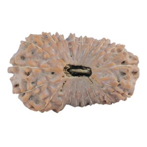 20 Mukhi Rudraksha 26mm 2.79gm - Rudraksha