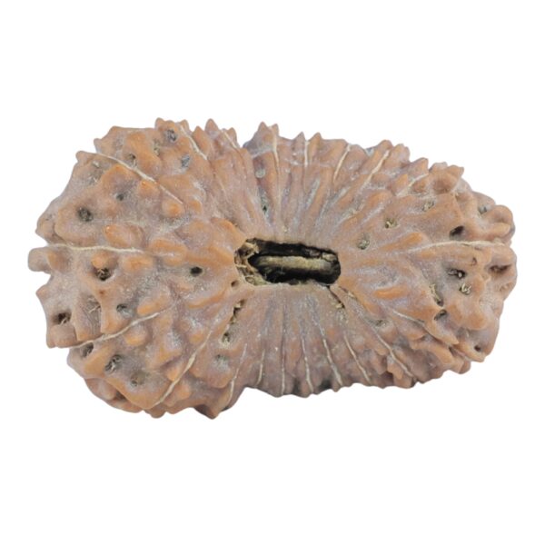 20 Mukhi Rudraksha 26mm 2.79gm - Rudraksha