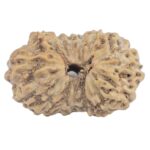 16 Mukhi Rudraksha 15.1mm 0.61gm - Rudraksha