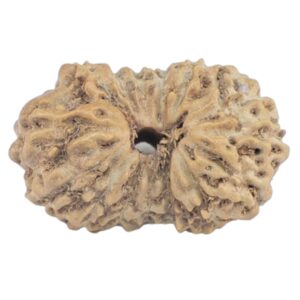 16 Mukhi Rudraksha 15.1mm 0.61gm - Rudraksha