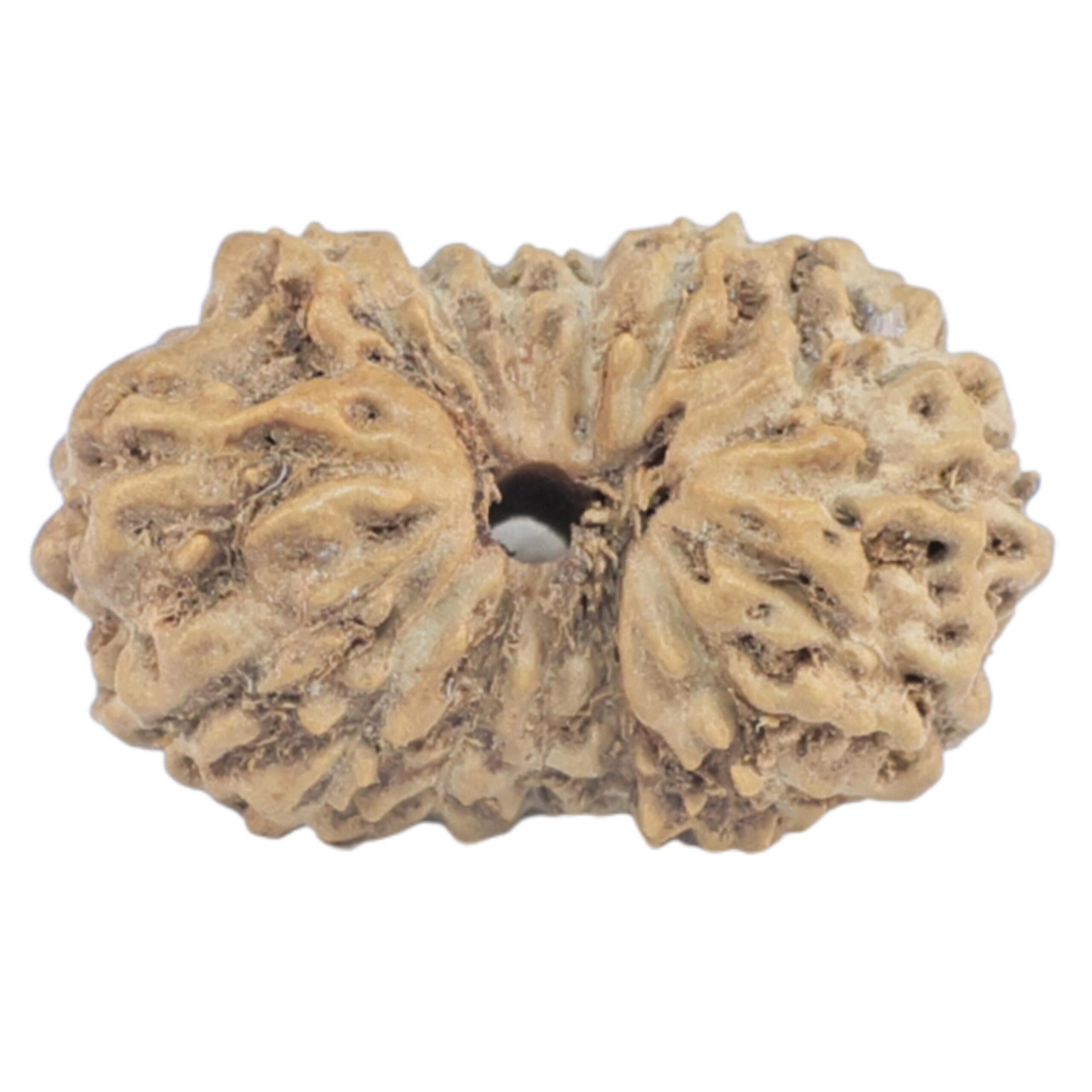 16 Mukhi Rudraksha 15.1mm 0.61gm - Rudraksha
