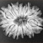 12 Mukhi Rudraksha 25.8mm 4.02gm - Xray