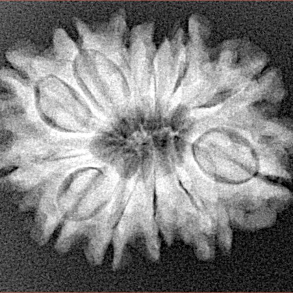 12 Mukhi Rudraksha 25.8mm 4.02gm - Xray