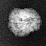 2 Mukhi Rudraksha 20.3mm 1.42gm - Xray
