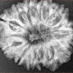 12 Mukhi Rudraksha 27.4mm 4.69gm - Xray