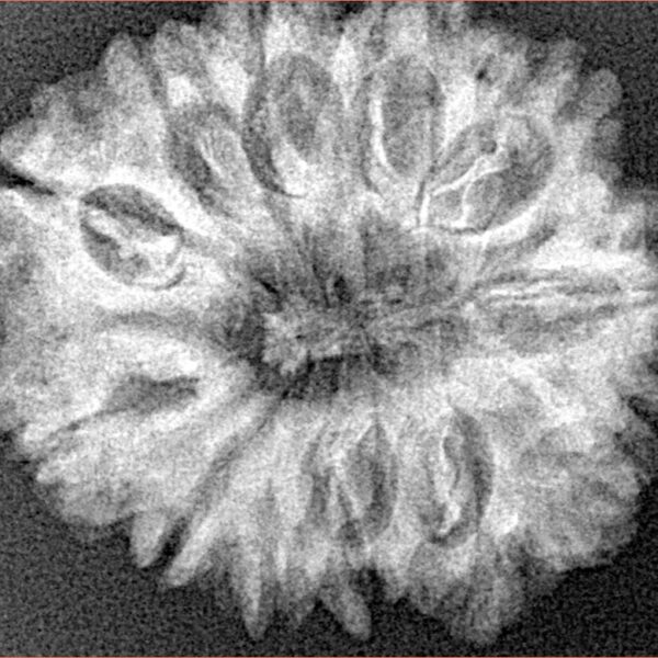 12 Mukhi Rudraksha 27.4mm 4.69gm - Xray