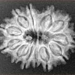 12 Mukhi Rudraksha 26.5mm 3.86gm - Xray