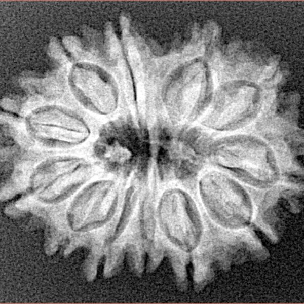12 Mukhi Rudraksha 26.5mm 3.86gm - Xray