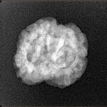 2 Mukhi Rudraksha 24.5mm 2.56gm - Xray