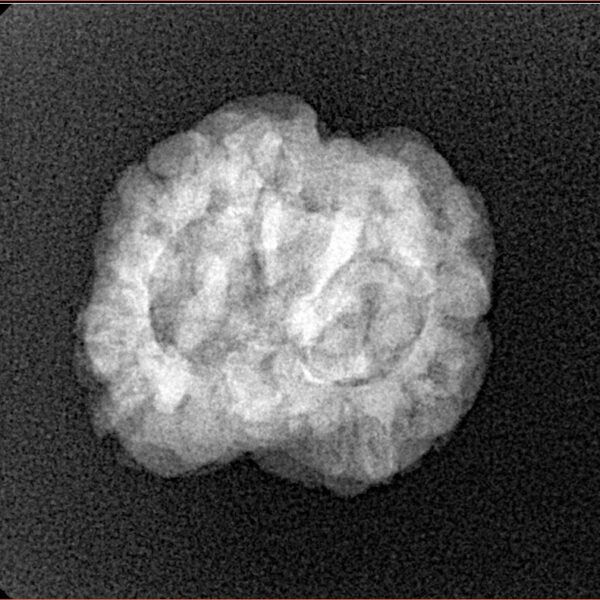 2 Mukhi Rudraksha 24.5mm 2.56gm - Xray