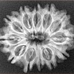 12 Mukhi Rudraksha 27.4mm 3.58gm - Origin: Nepal - Xray