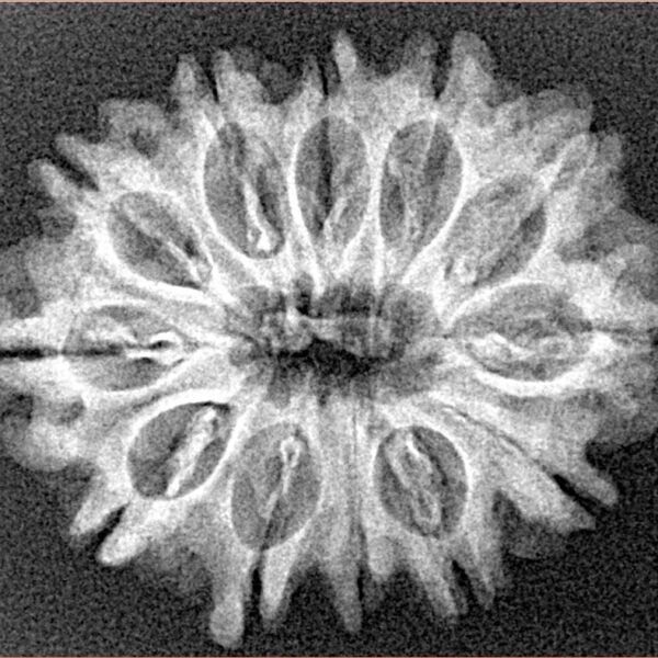 12 Mukhi Rudraksha 27.4mm 3.58gm - Origin: Nepal - Xray