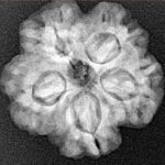 1MK(Underdeveloped) 23mm 3.93gm - Xray