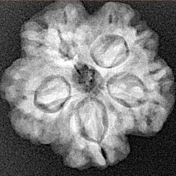 1MK(Underdeveloped) 23mm 3.93gm - Xray