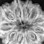 11 Mukhi Rudraksha 33.3mm 8.34gm - Xray