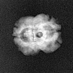 2 Mukhi Rudraksha 20.3mm 1.37gm - Xray