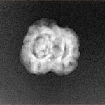 2 Mukhi Rudraksha 22.9mm 1.8gm - Xray