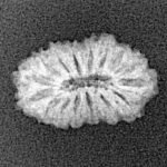 16 Mukhi Rudraksha 16.2mm 0.88gm - Xray