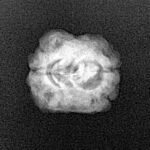 2 Mukhi Rudraksha 21.1mm 1.4gm - Xray