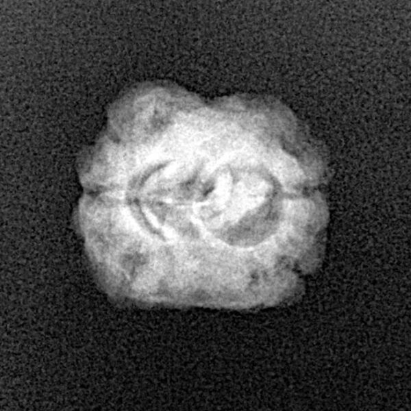 2 Mukhi Rudraksha 21.1mm 1.4gm - Xray