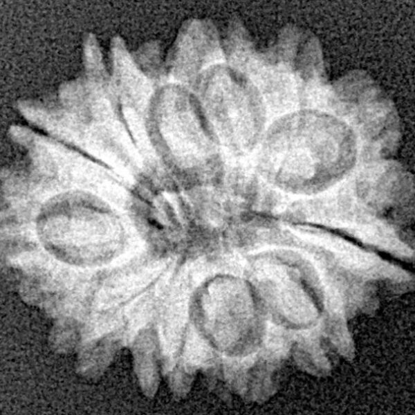 12 Mukhi Rudraksha 20.4mm 2.33gm - Xray