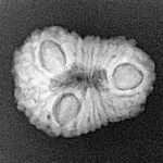 16 Mukhi Rudraksha 20.7mm 2.13gm - Xray