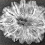 12 Mukhi Rudraksha 28.4mm 4.6gm - Xray