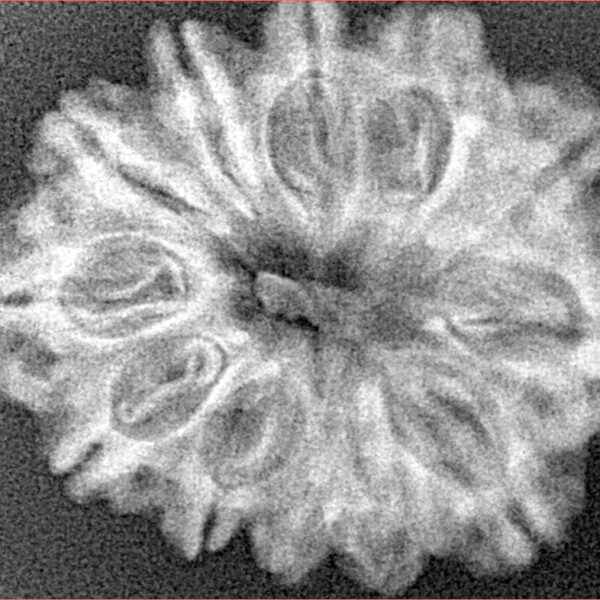 12 Mukhi Rudraksha 28.4mm 4.6gm - Xray