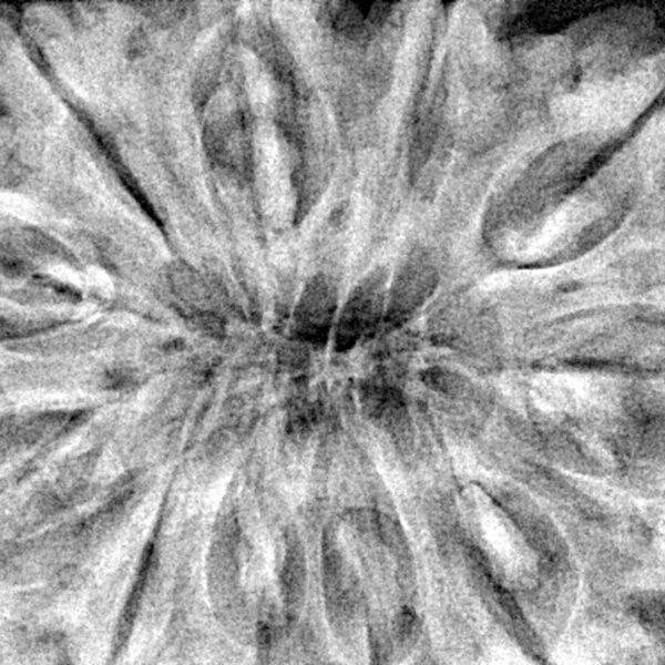 11 Mukhi Rudraksha 39.5mm 11.34gm - Xray