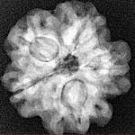 1MK(Underdeveloped) 21.3mm 3gm - Xray